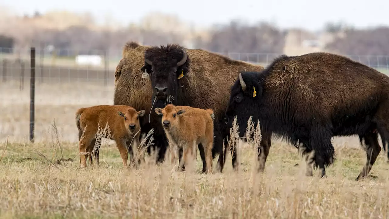 How Canadian bison have been brought back from the brink in Saskatchewan