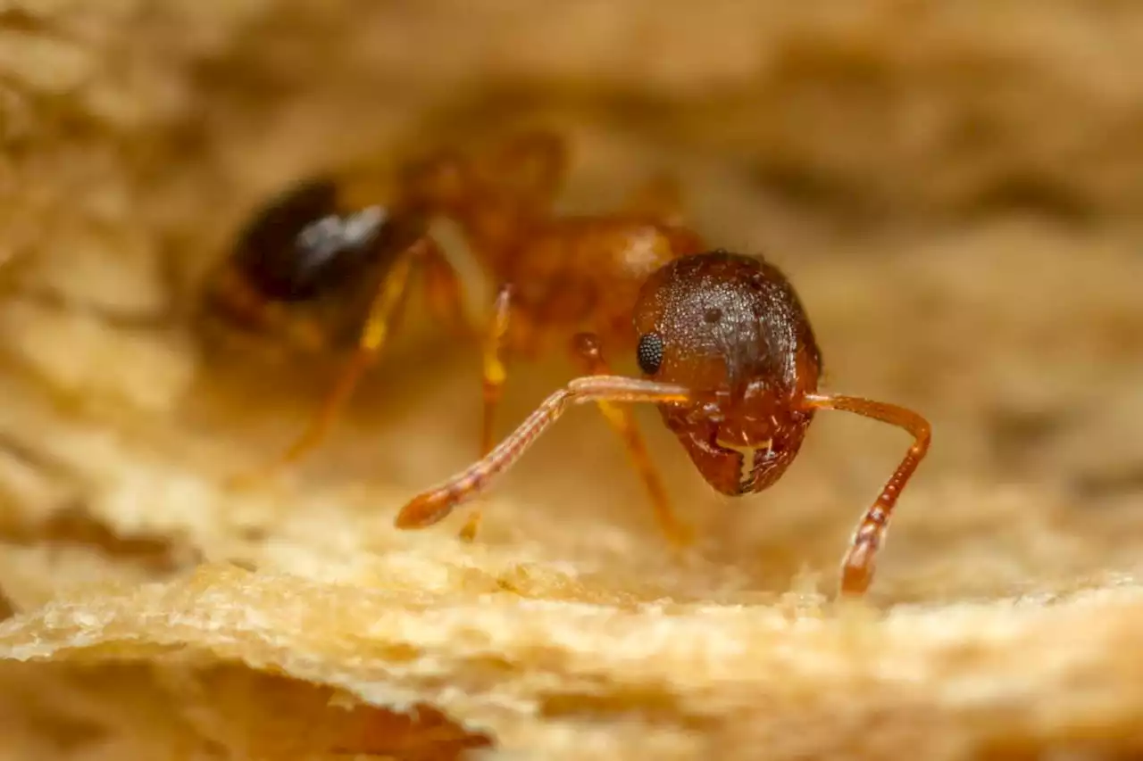 Life-extending parasite makes ants live at least three times longer