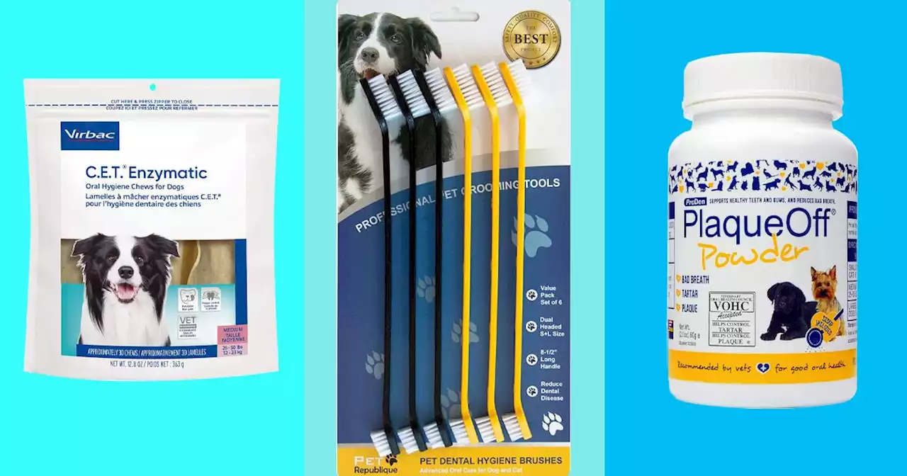 The Best Things for Cleaning Your Dog’s Teeth, According to Vets and Pet Experts