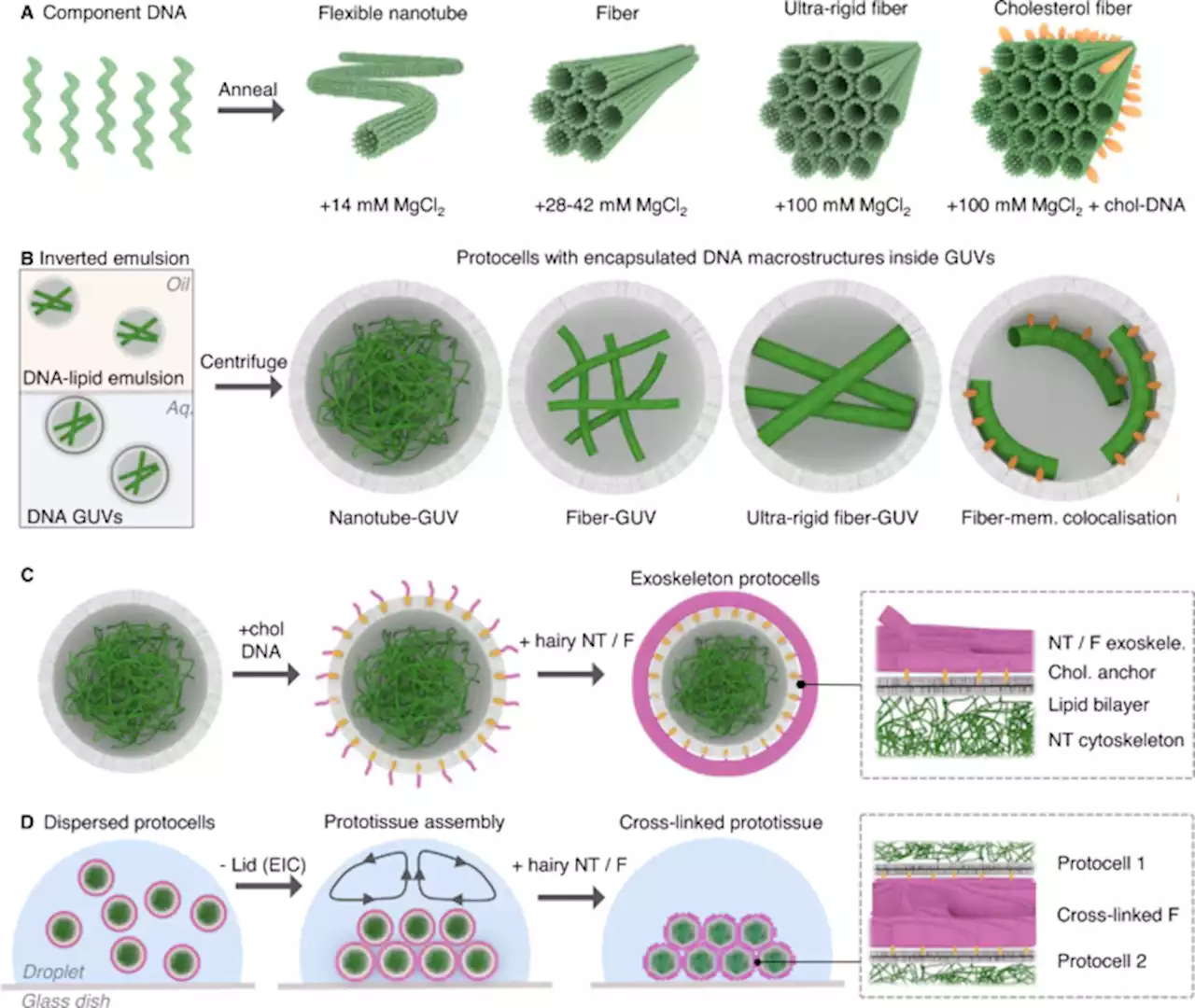 Creating complex protocells and prototissues using simple DNA building blocks - Nature Communications