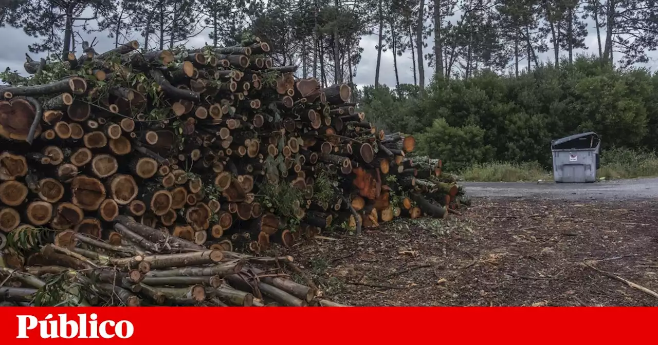 Viana suspendeu PDM para viabilizar fábrica: população receia “crime ambiental”