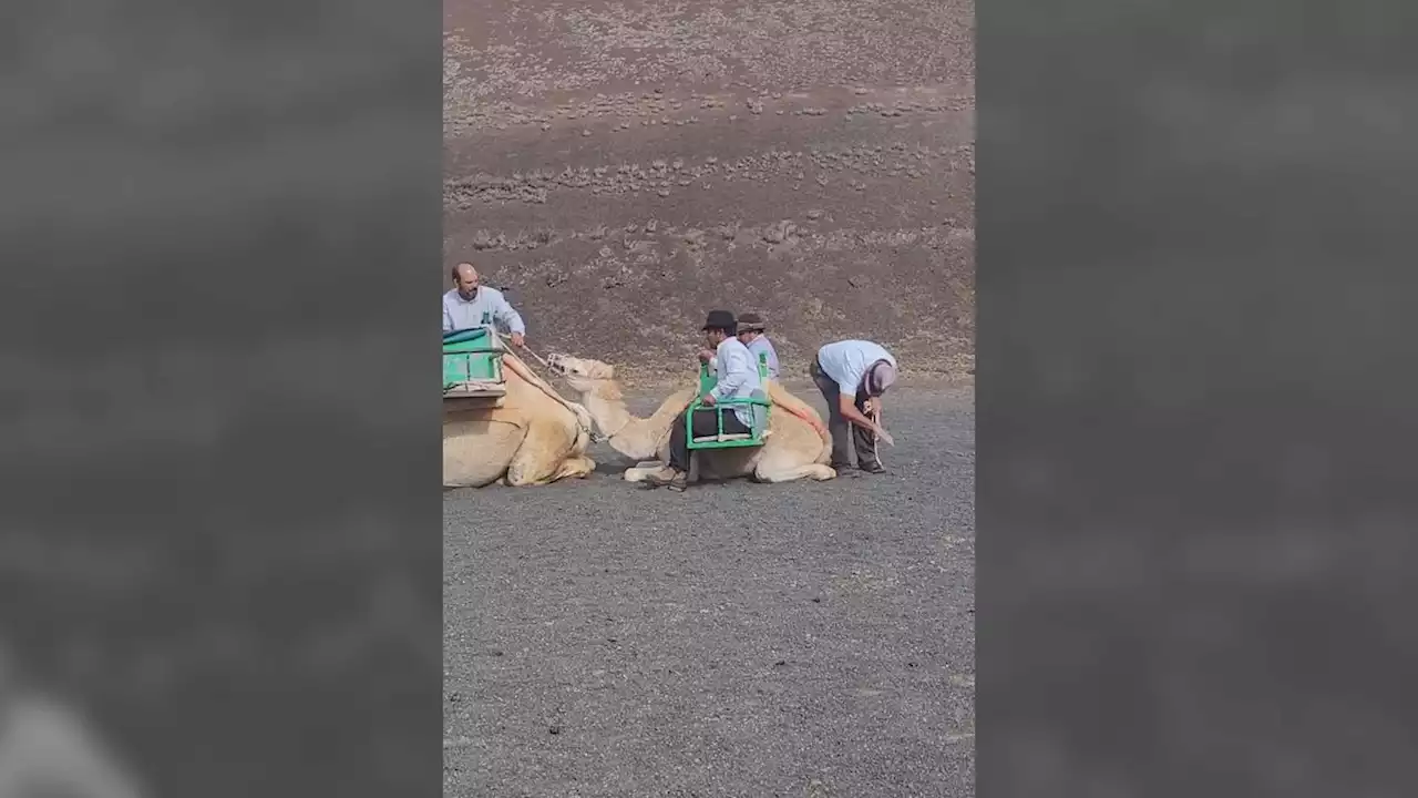 Indignación por el video viral del maltrato a una cría de camello en España - Pulzo