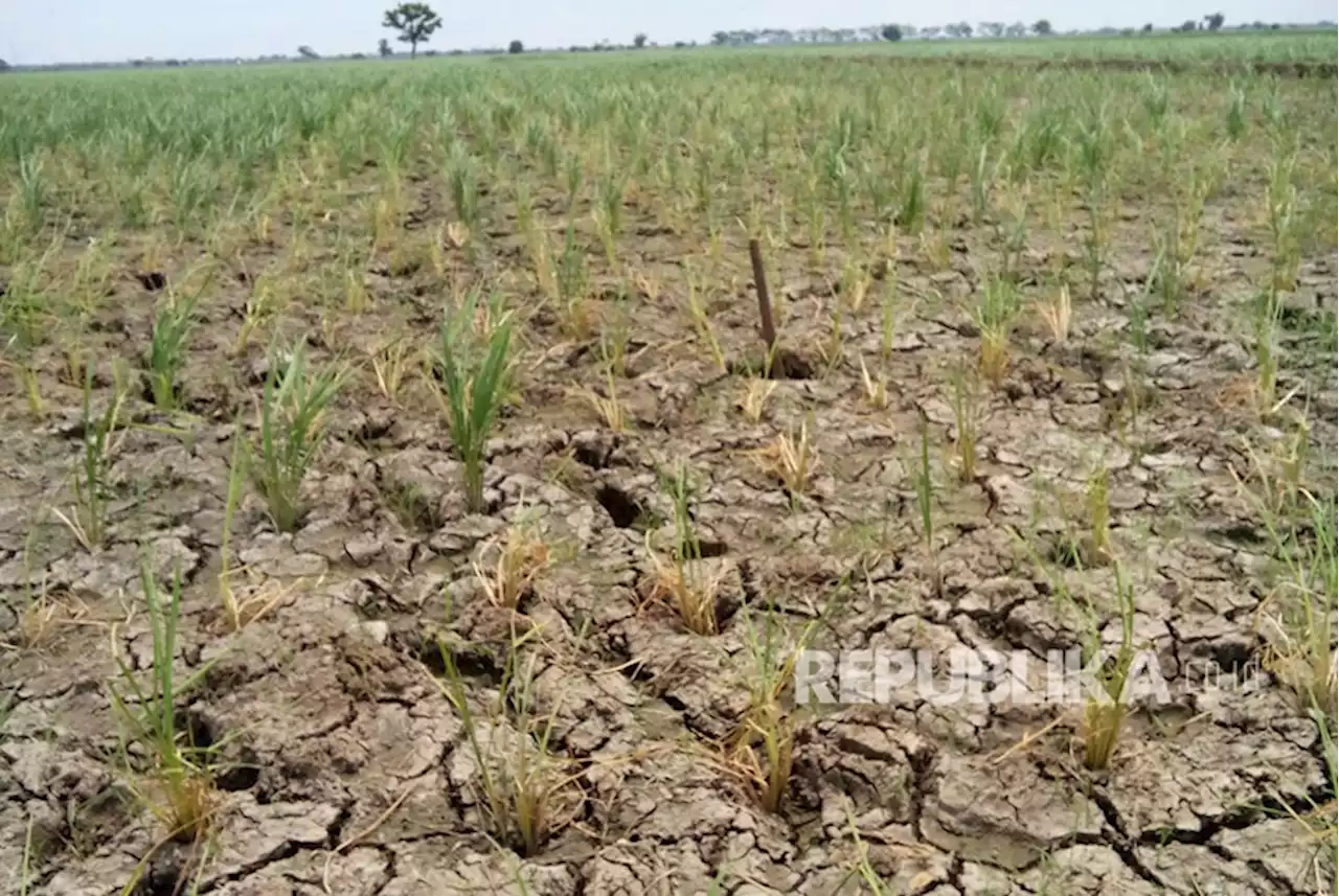 Air Laut Masuk Sungai, Ribuan Hektare Tanaman Padi Terancam Puso |Republika Online