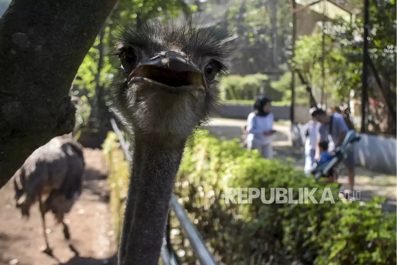 Kebun Binatang Bandung Terancam Tutup 25 Juli Mendatang |Republika Online