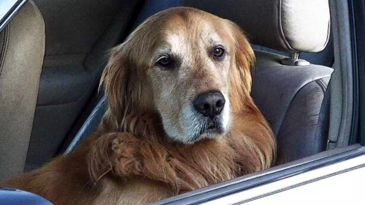 Se vedo un animale chiuso in auto posso spaccare il finestrino?