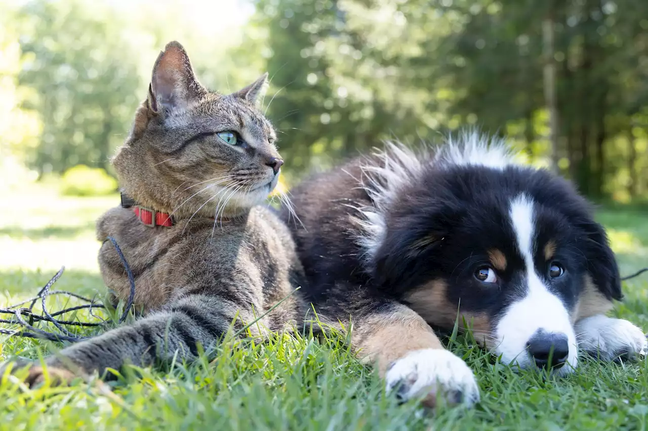 Animaux : découvrez le top 10 des noms de chien et chat