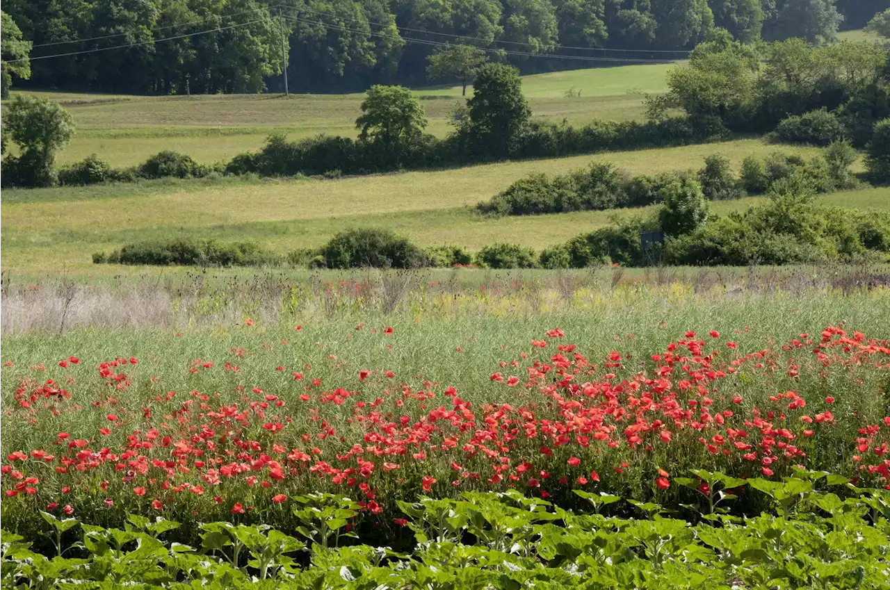 Biodiversität: 43’000 Unterschriften für Schutz - Schweizer Bauer