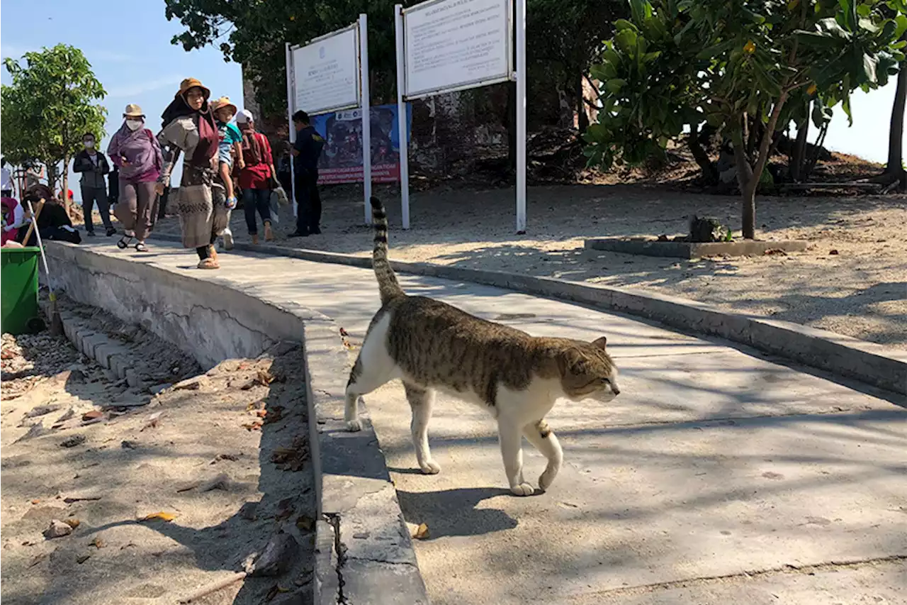 Ini Penjelasan Kenapa Bisa Ada Kucing di Kepulauan Seribu