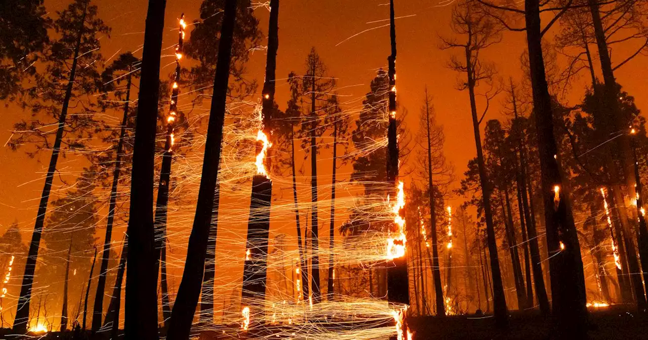 Clare Frank: We suffer too many fools who start wildfires