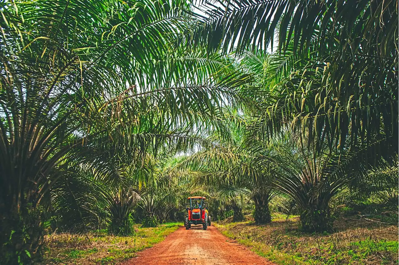 FGV CULTIVATES SUSTAINABLE PRACTICES IN AGRICULTURE