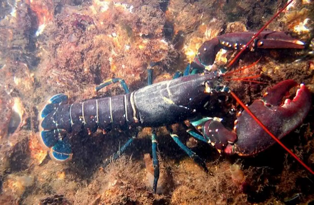 Quickcheck: Are lobsters immortal?