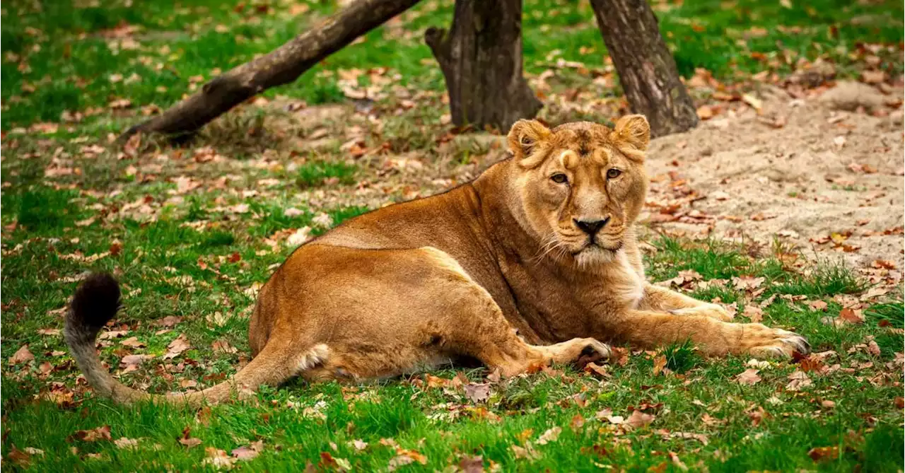 Triste nouvelle au zoo de Planckendael: deux lionceaux meurent après avoir été mordu par leur mère