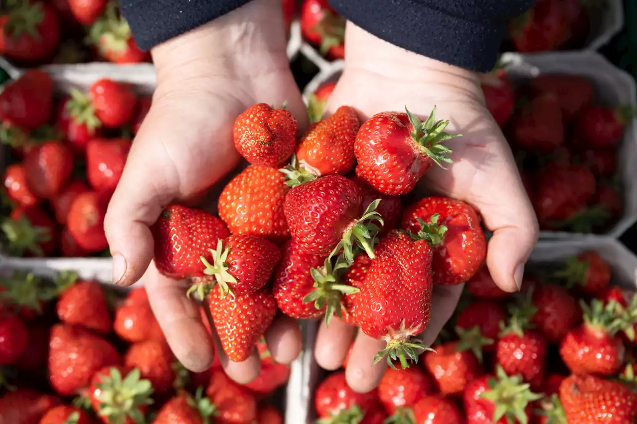 Wetter sorgt für Überschuss – Schweizer Erdbeeren reifen in enormen Mengen – jüngst gar zu viele