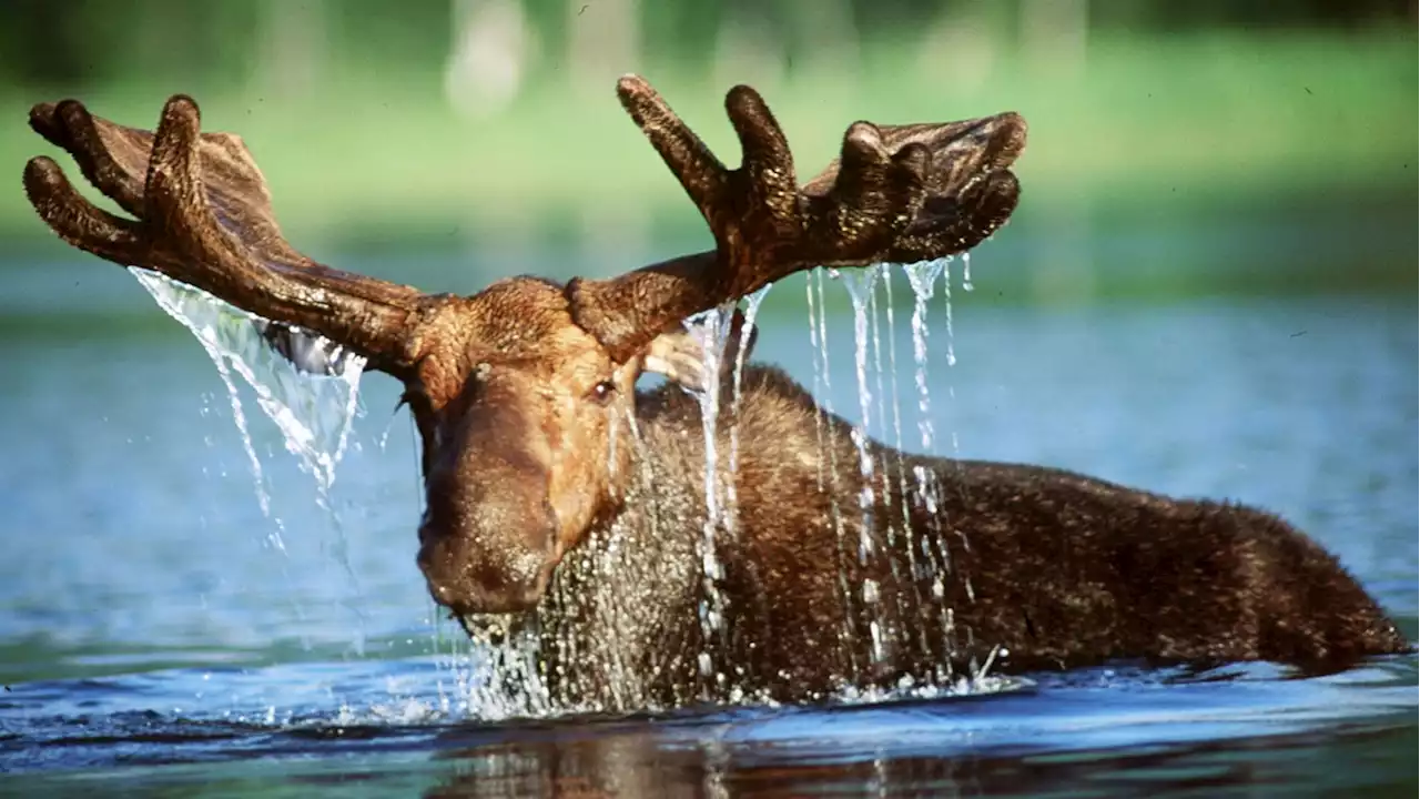 Moose Killed by Authorities After Wandering Onto Connecticut Airport Grounds