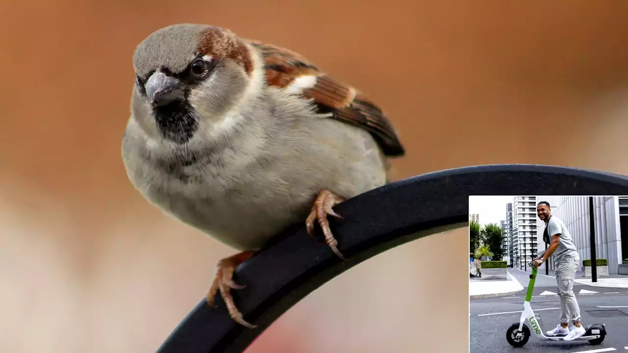 Bird Would Give Up Flying In Heartbeat For One Ride On Lime Scooter