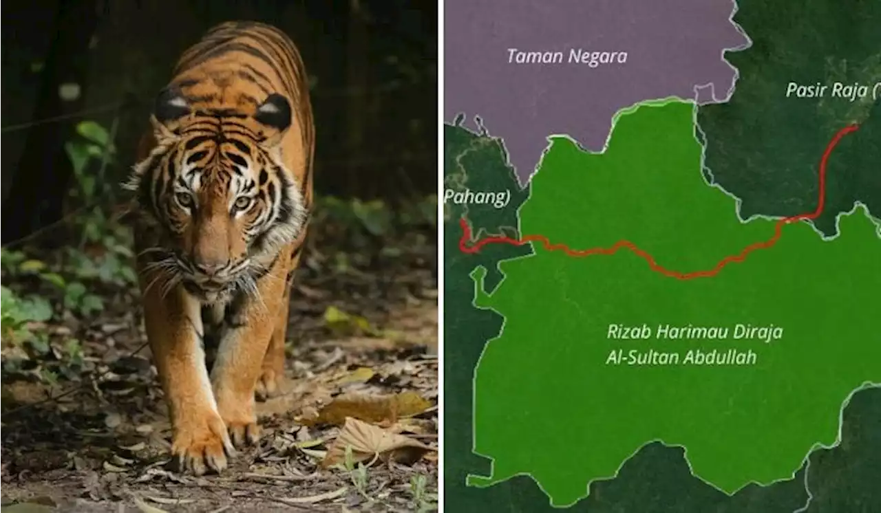 RimbaWatch Calls On DoE To Revoke EIA Approvals To Build Road Across Tiger Reserve | TRP