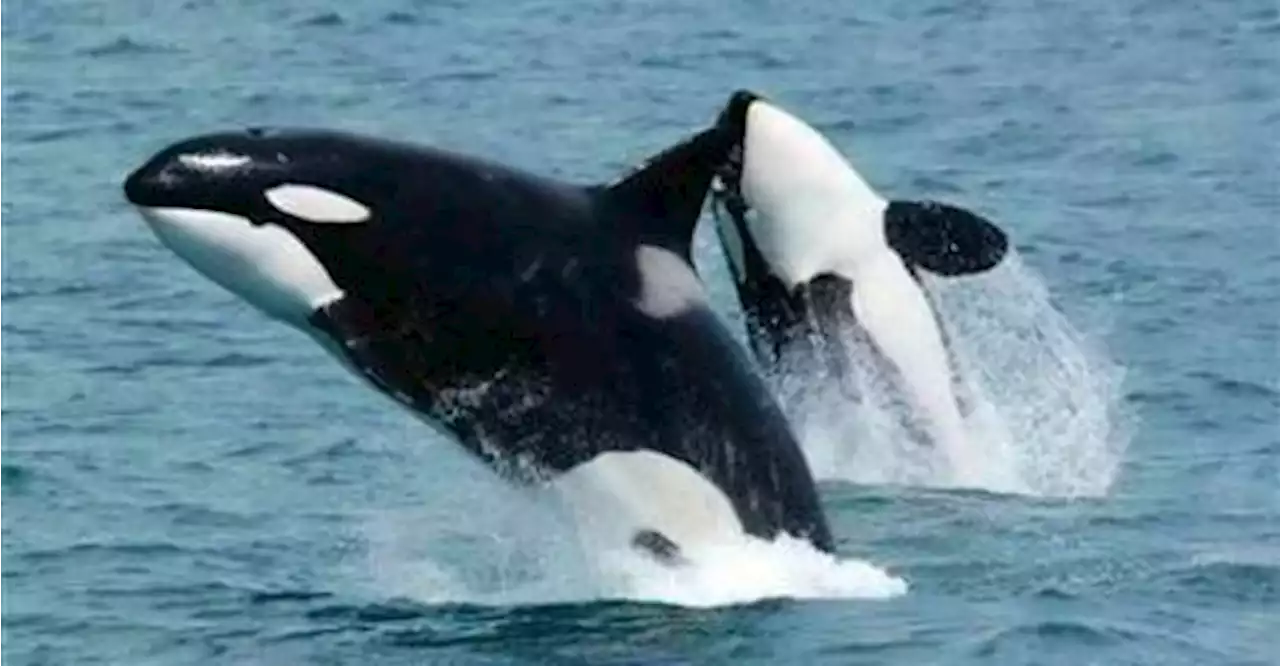 Scientists puzzled by killer whale boat attacks off Spain