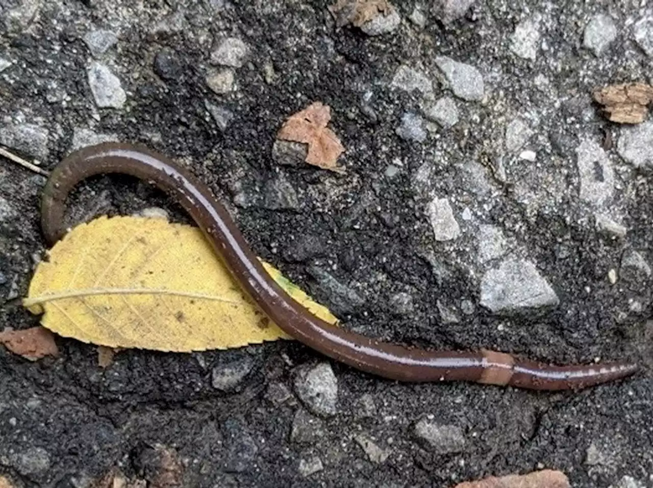 KILL THEM QUICK: Jumping worms are invading Toronto