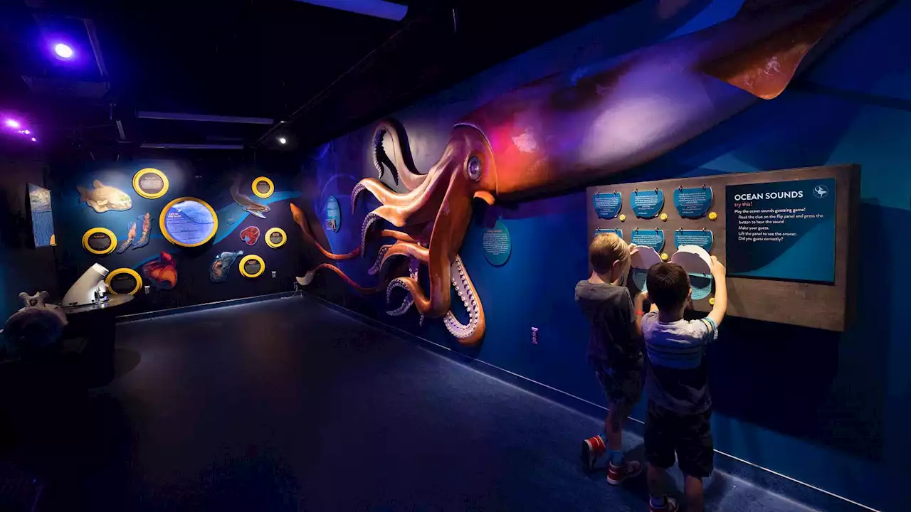 Get hands on with real sea creatures at this new Tucson exhibit