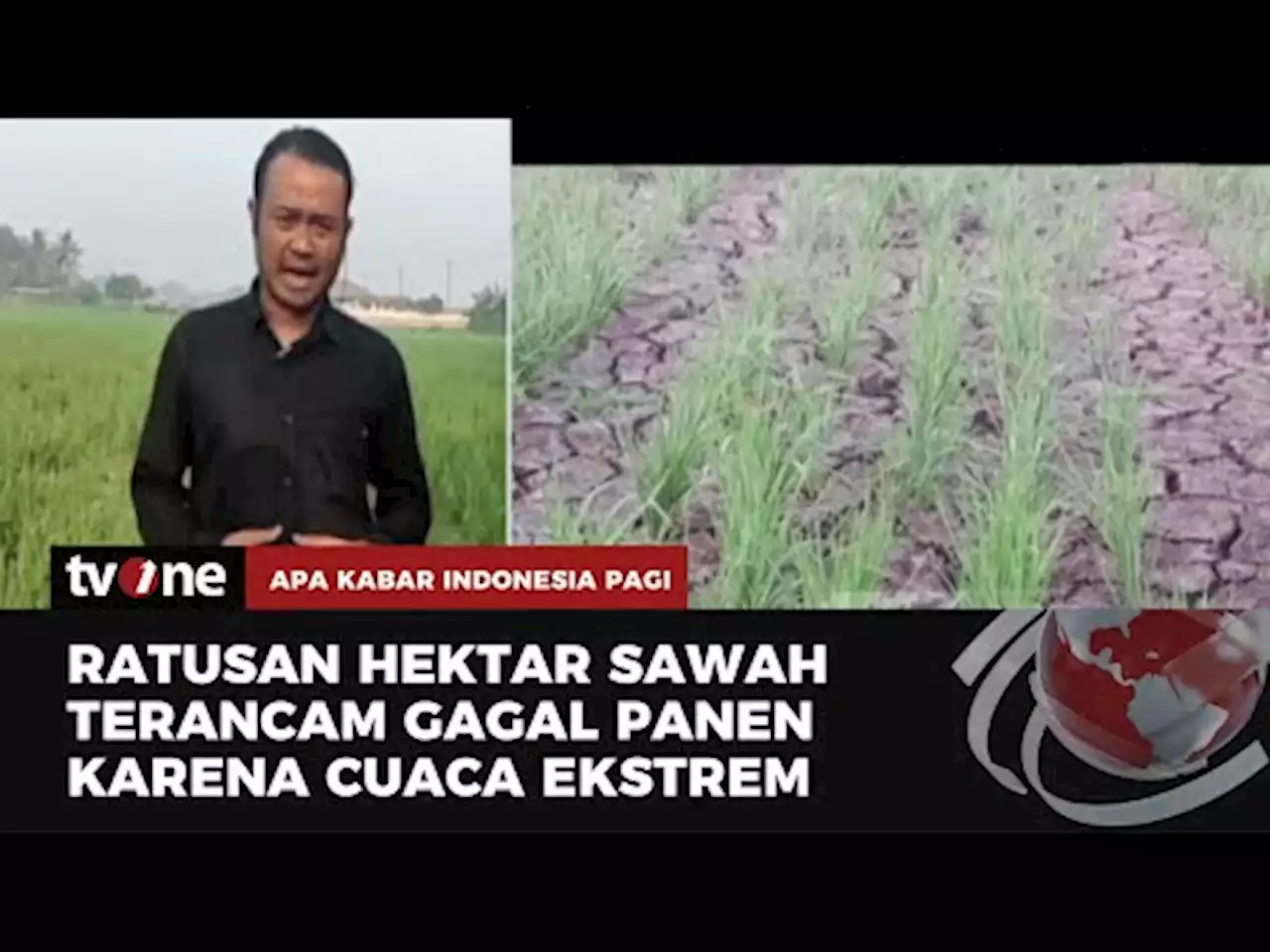 Gegara Cuaca Ekstrem, Ratusan Hektar Sawah Terancam Rusak - tvOne