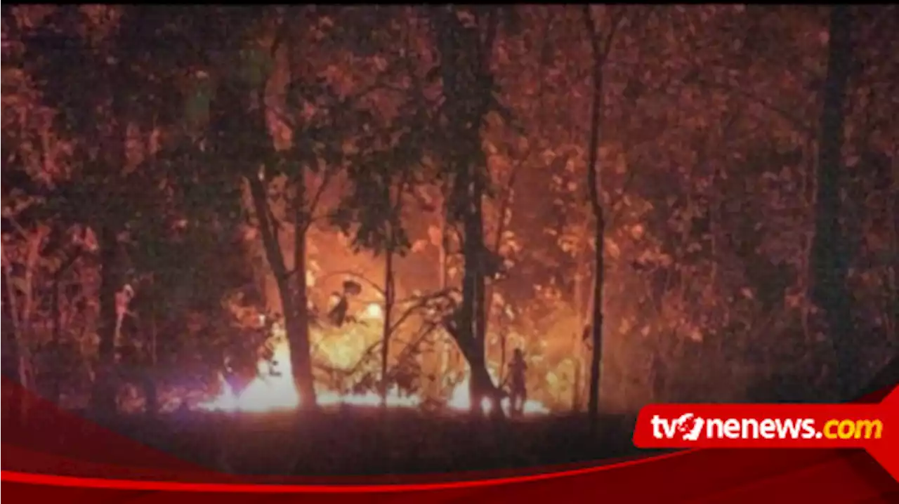 Kawasa Hutan Jati di Kawasan Taman Nasional Baluran Situbondo terbakar