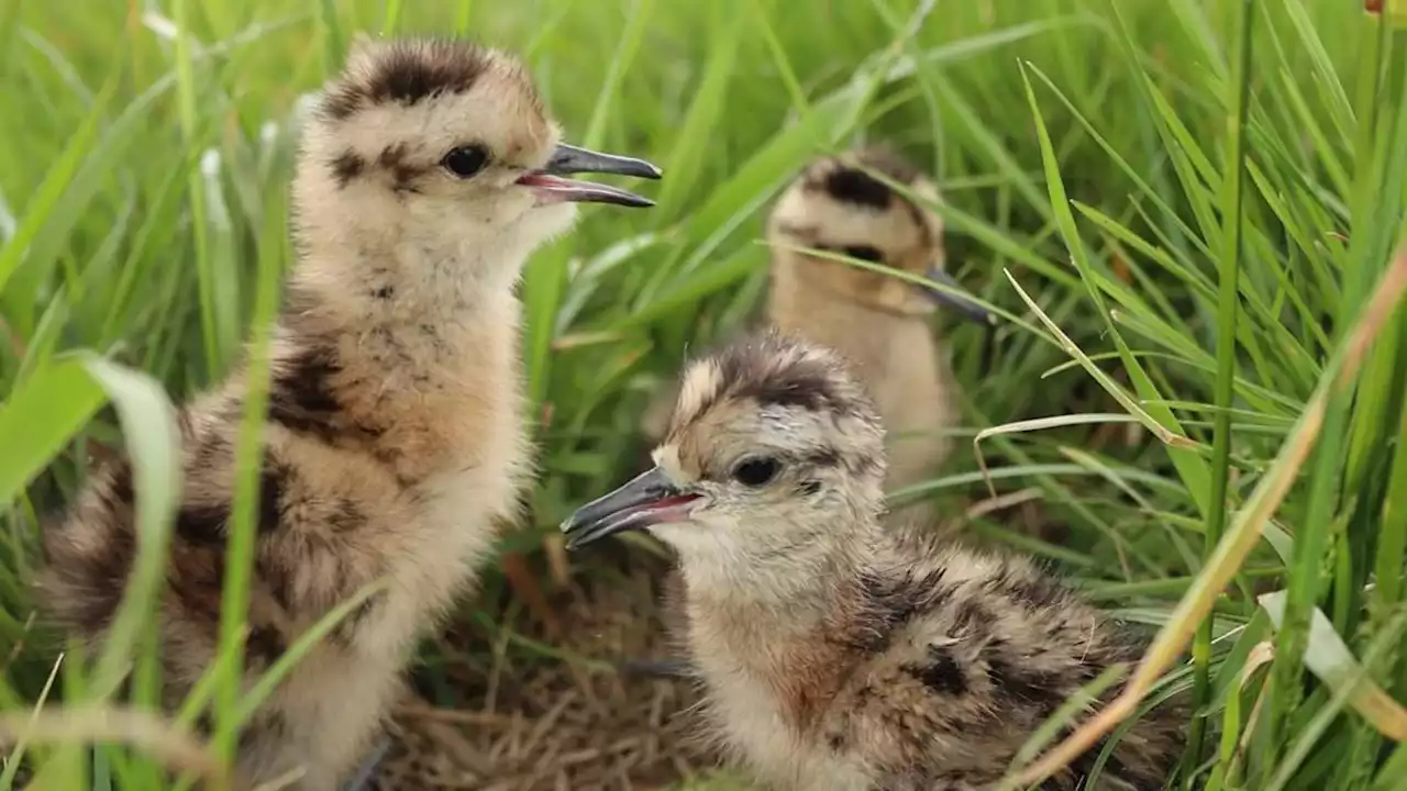 schutz für wiesenvögel