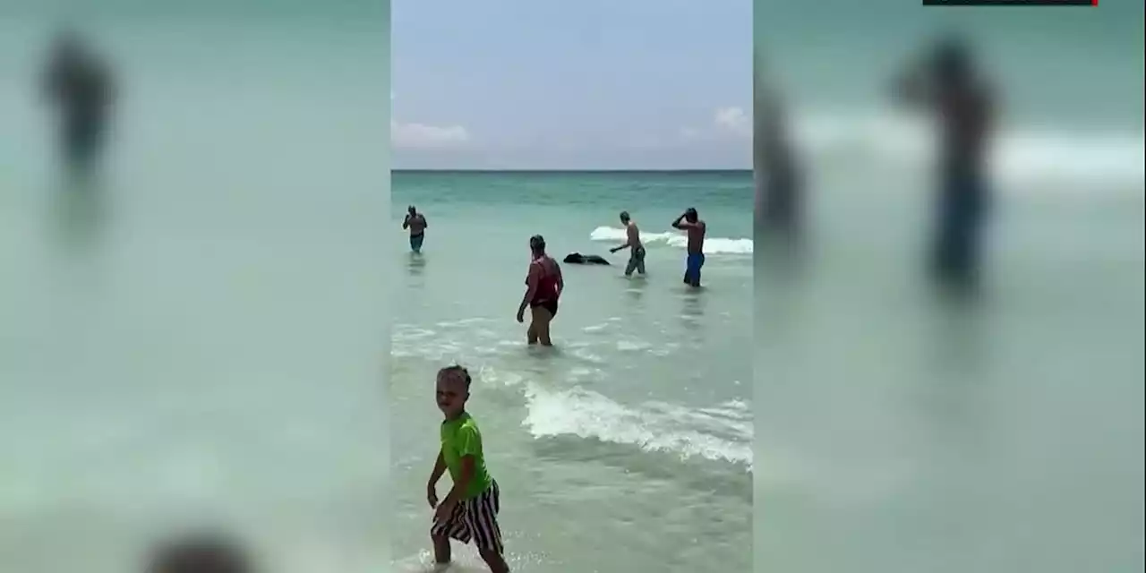 VIDEO: Bear spotted swimming at beach among summertime crowd