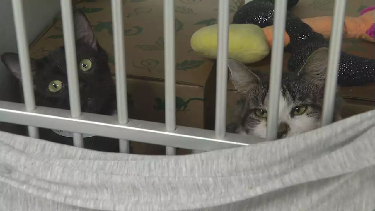 Humane Society investigation underway after more than 100 cats rescued from Gates home