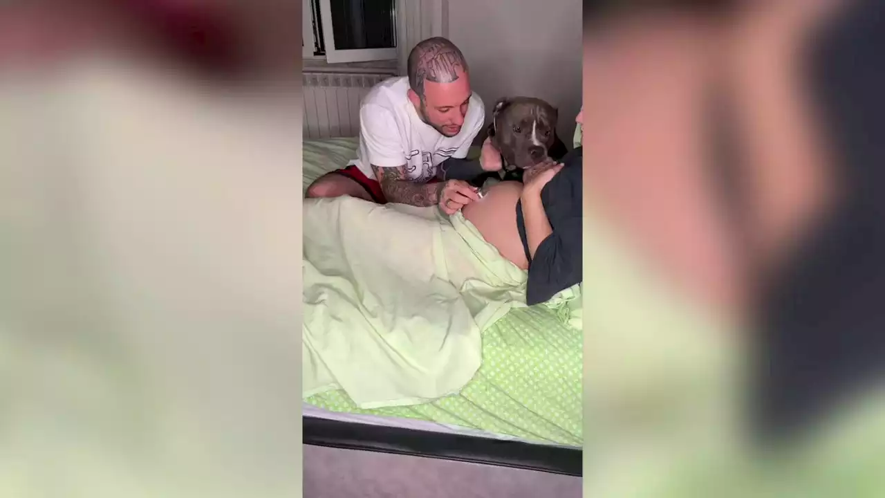 Un perro escucha los latidos de la bebé de su dueña: el vídeo que han visto 51 millones de personas en TikTok