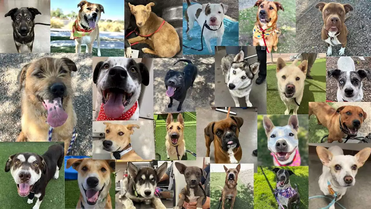 MCACC waiving adoption fees, hoping to get 200 dogs adopted by June 18