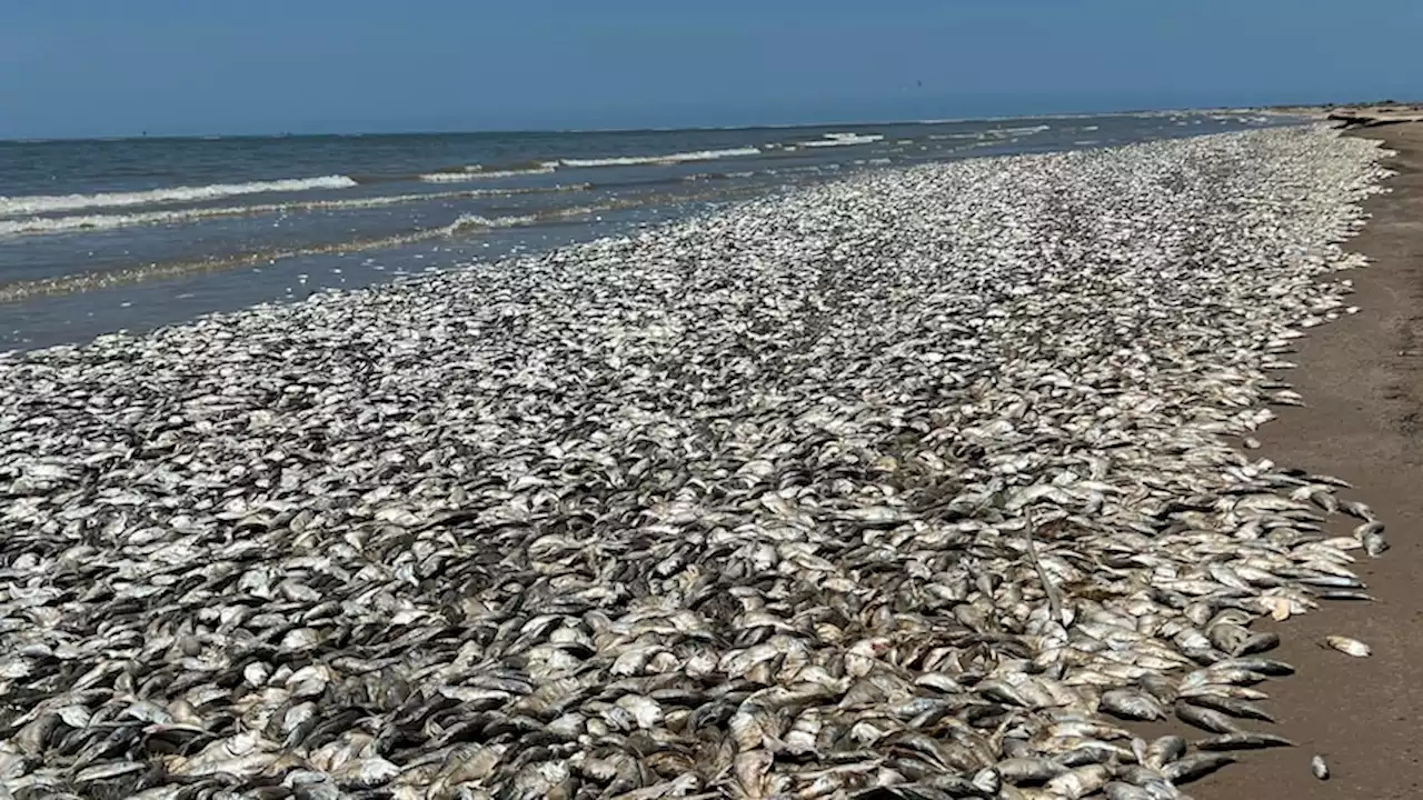 Tens of thousands of dead fish wash up on Texas beach due to low oxygen levels