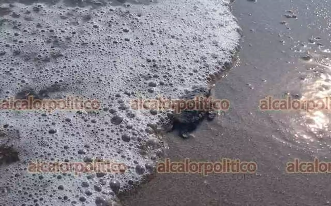 Decenas de tortugas lora nacieron en playa de Coatzacoalcos