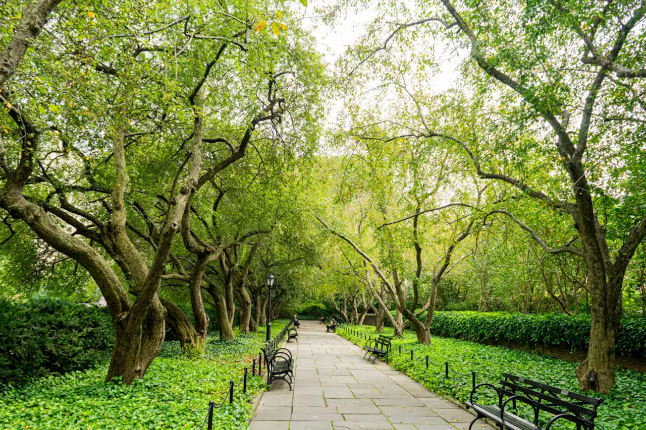 NYC Parks Department plants over 13,100+ trees so far in 2023 | amNewYork