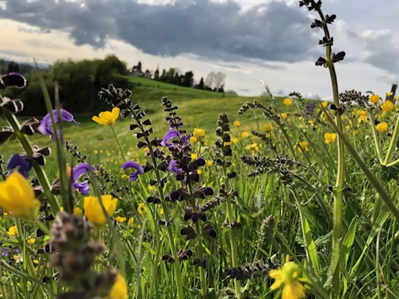 Ständerat bei Biodiversitäts-Initiative auf Linie des Bauernverbands - bauernzeitung.ch