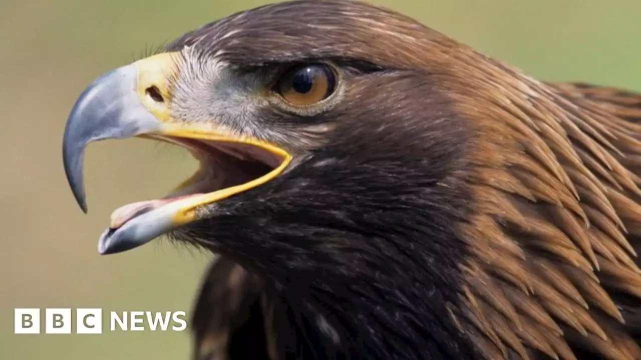 Ancient golden eagle bone pin found at Oxfordshire park and ride