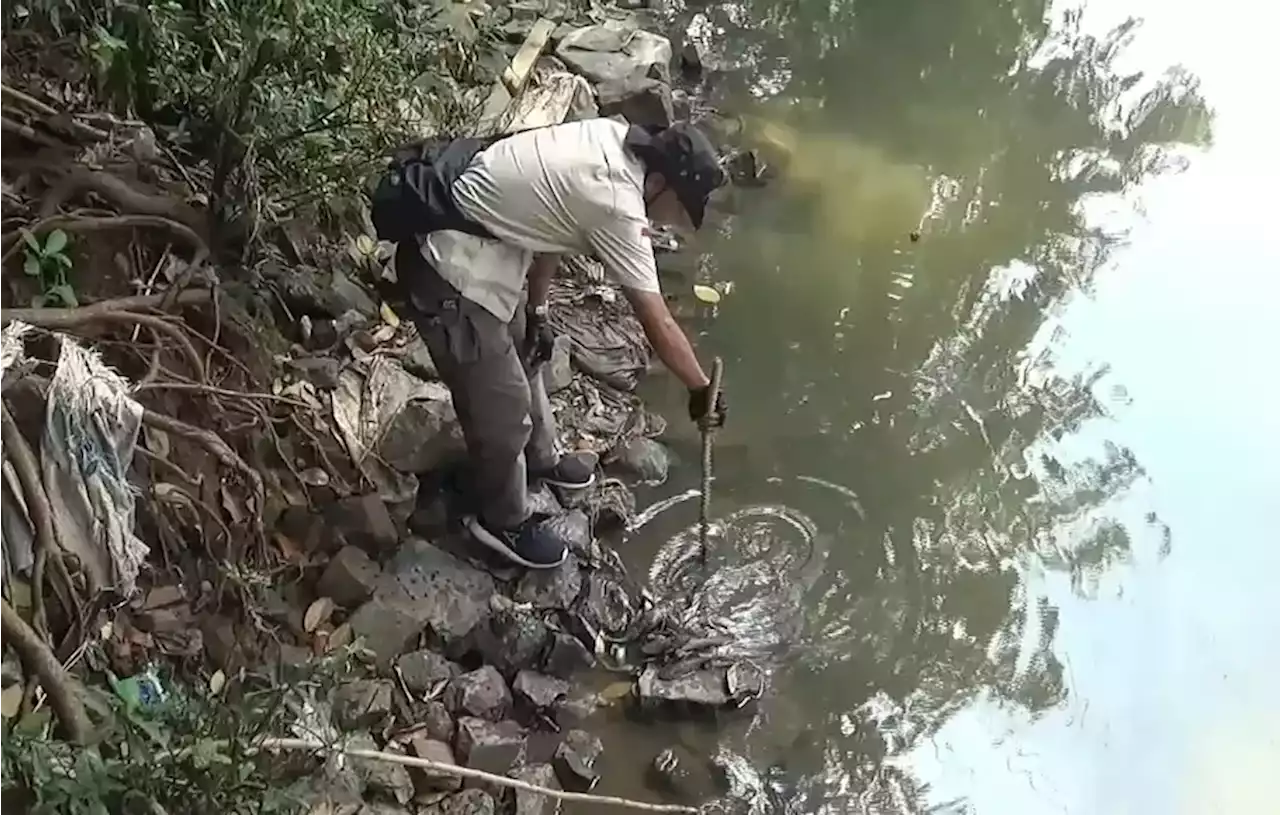 Ikan Mendadak Mati, Air Kali Sadang Bekasi Diduga Tercemar Limbah Industri