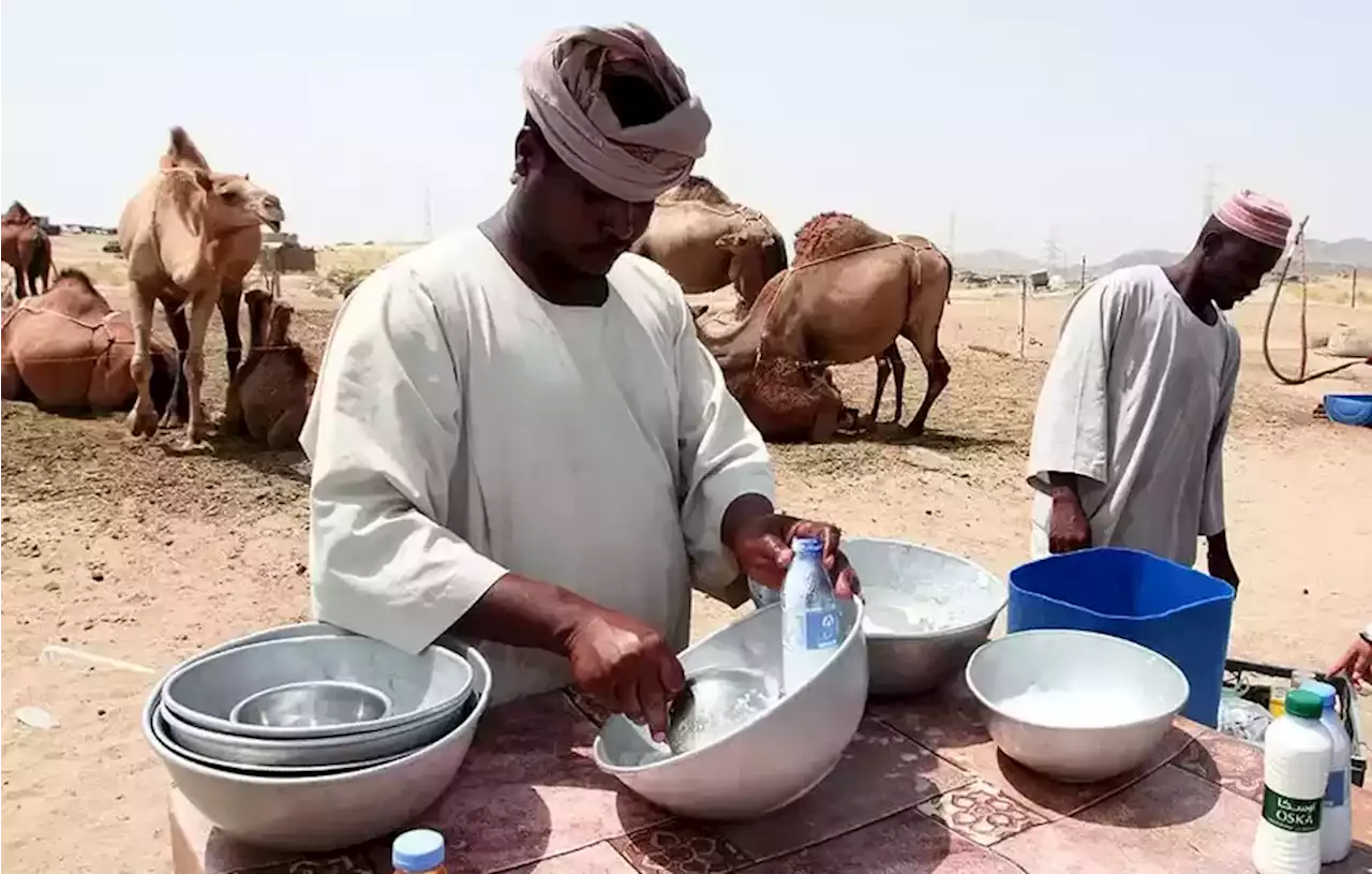 Sensasi Minum Susu Unta di Peternakan Makkah