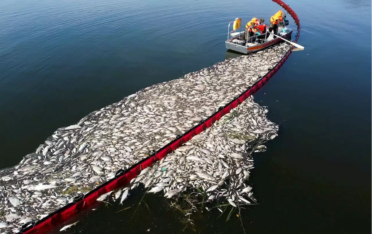 Fischsterben in der Oder: Das ist Polens Plan, um eine weitere Umweltkatastrophe zu verhindern