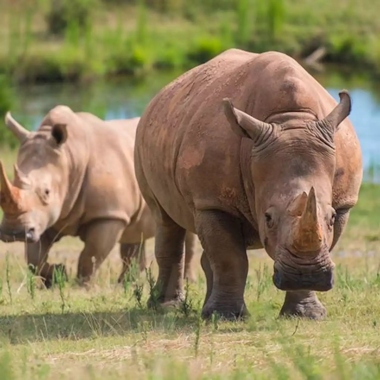 Effects of age, seasonality, and reproductive status on the gut microbiome of Southern White Rhinoceros (Ceratotherium simum simum) at the North Carolina zoo - Animal Microbiome