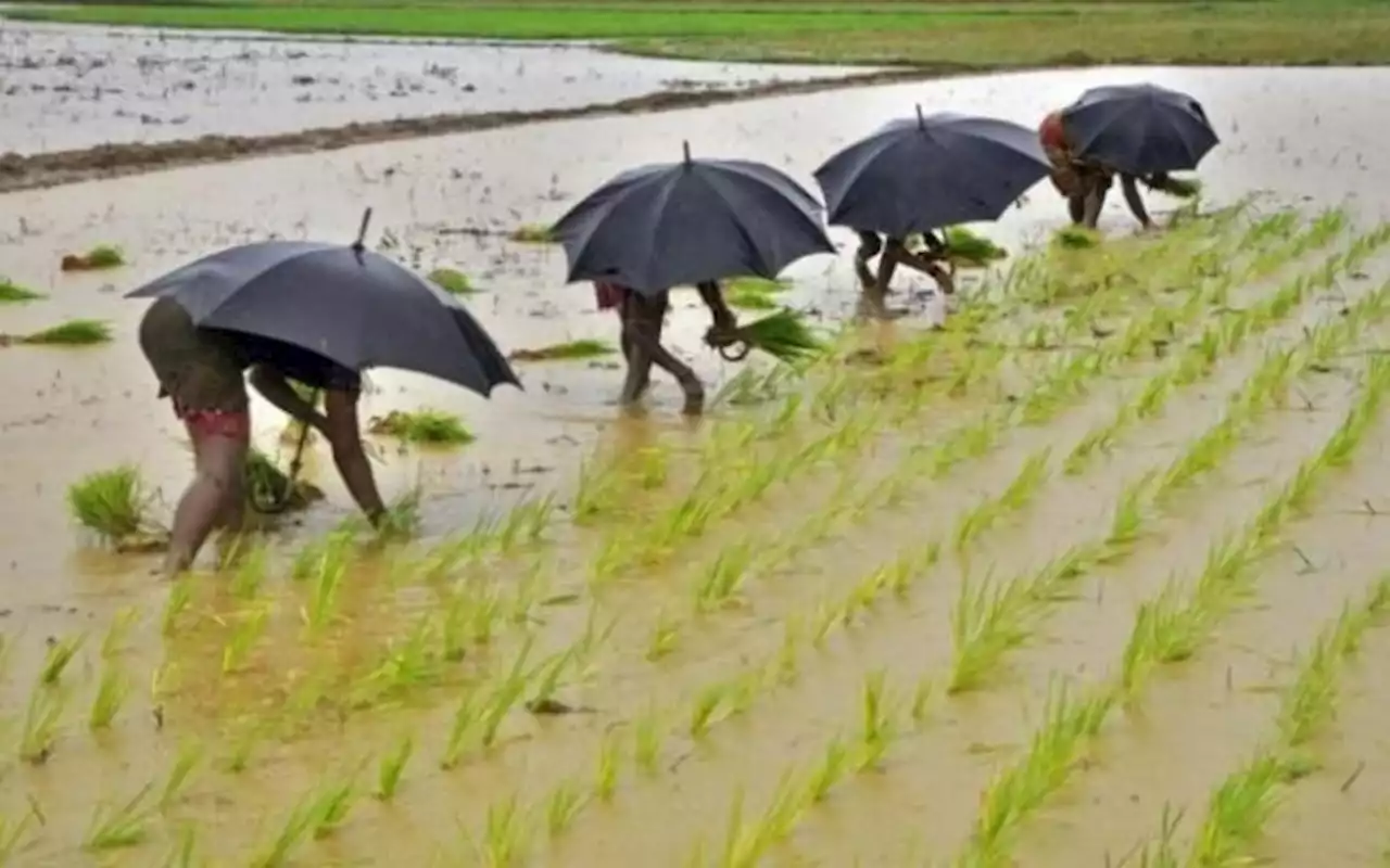 Antisipasi El Nino, Guru Besar IPB Ungkap 2 Jurus Jaga Produksi Padi