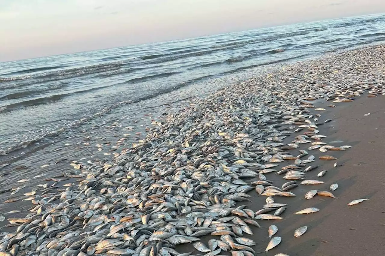 Puluhan Ribu Ikan Mati di Teluk Meksiko, Gara-gara Kekurangan Oksigen!