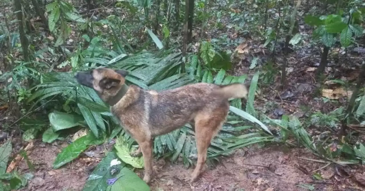 Wilson también es esperado por Oliver y Hachiko, otros perros rescatistas del Ejército