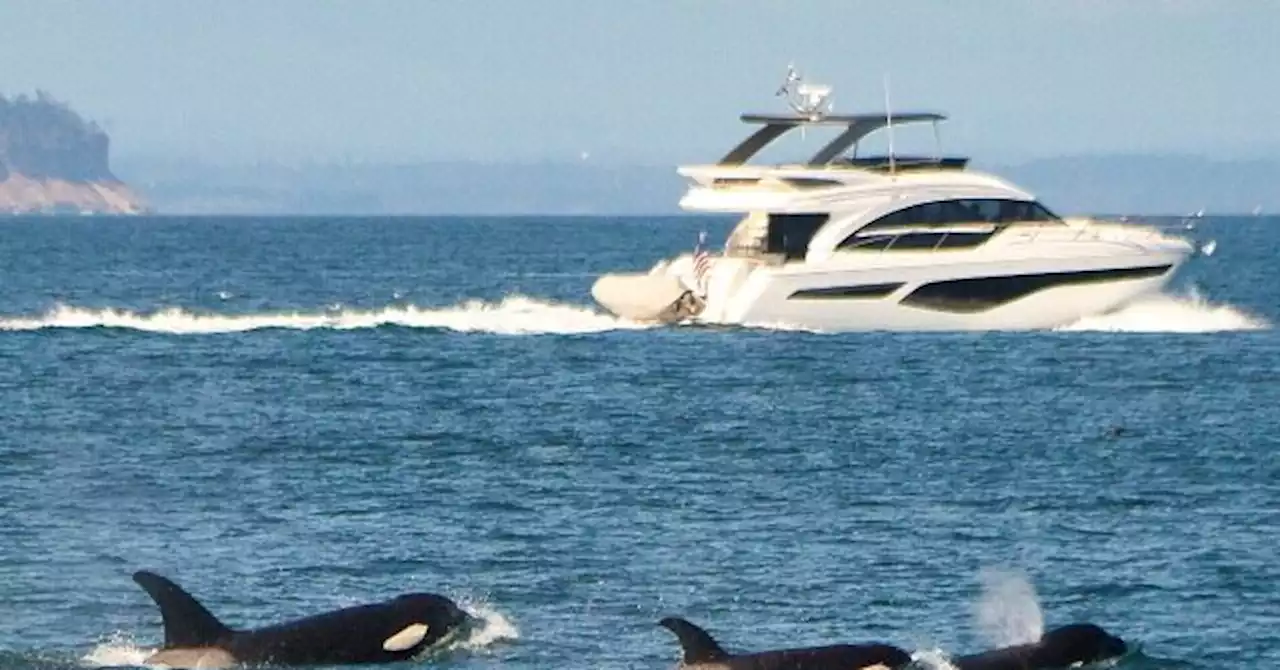 Sailor Attacked by Same Orcas: ‘They Knew Exactly What They Are Doing’