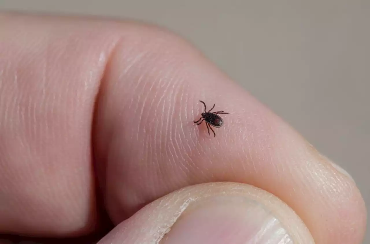 6 simple tips to avoid tick bites this summer