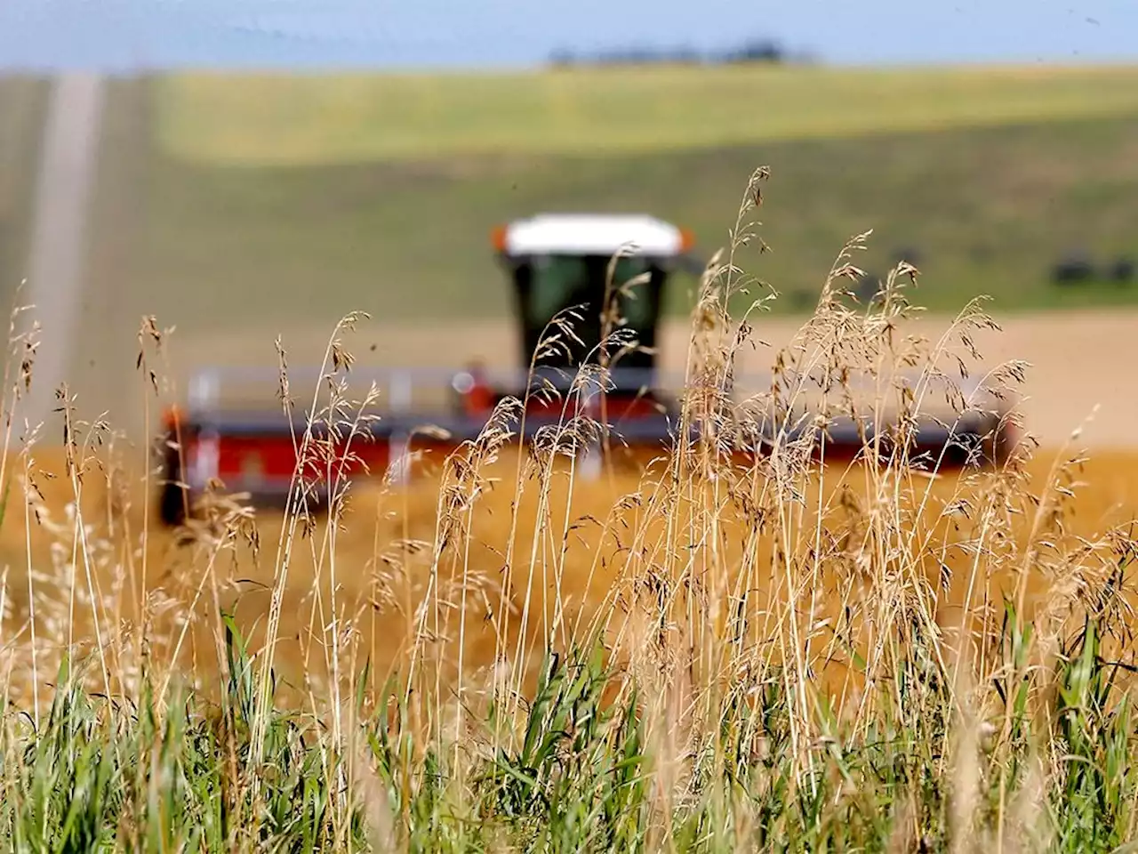 Alberta farmers battling 'extreme' drought