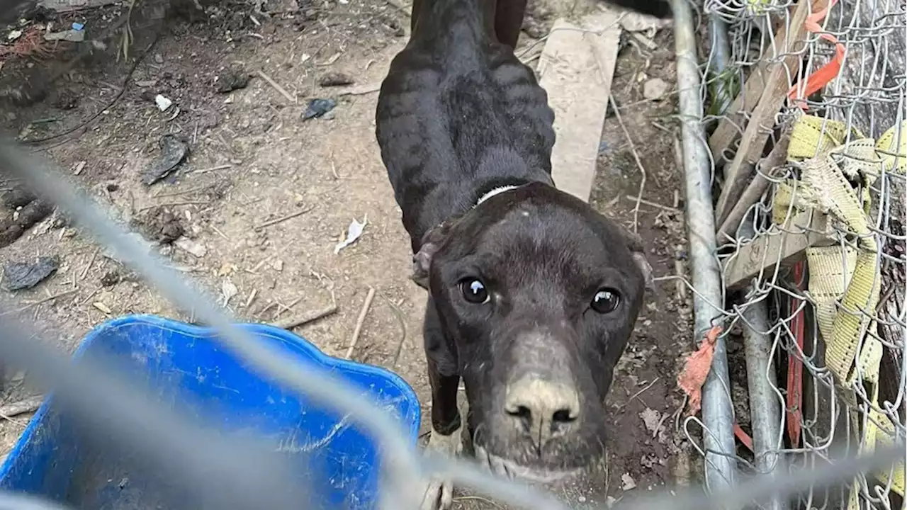 2 charged with animal cruelty after several malnourished dogs found in West Virginia