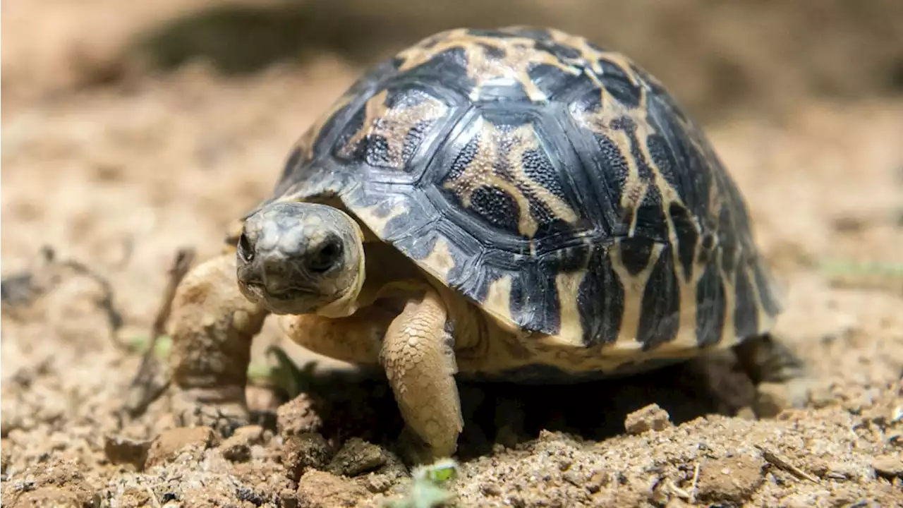 Neue SCHILDbürger im Zoo