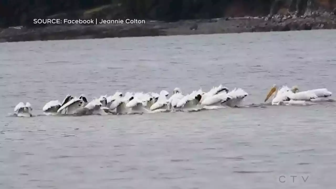 Endangered white pelicans recorded on Vancouver Island in rare sighting