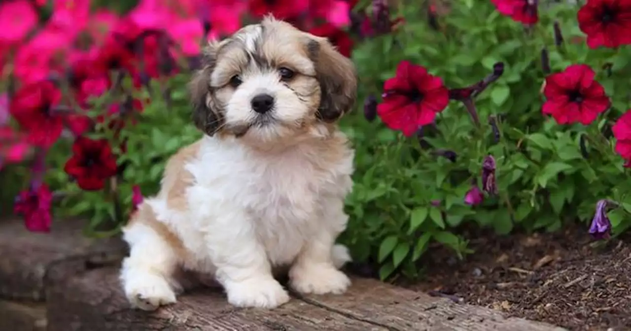 Woman slammed for trying to dictate when neighbours can let dogs out in garden