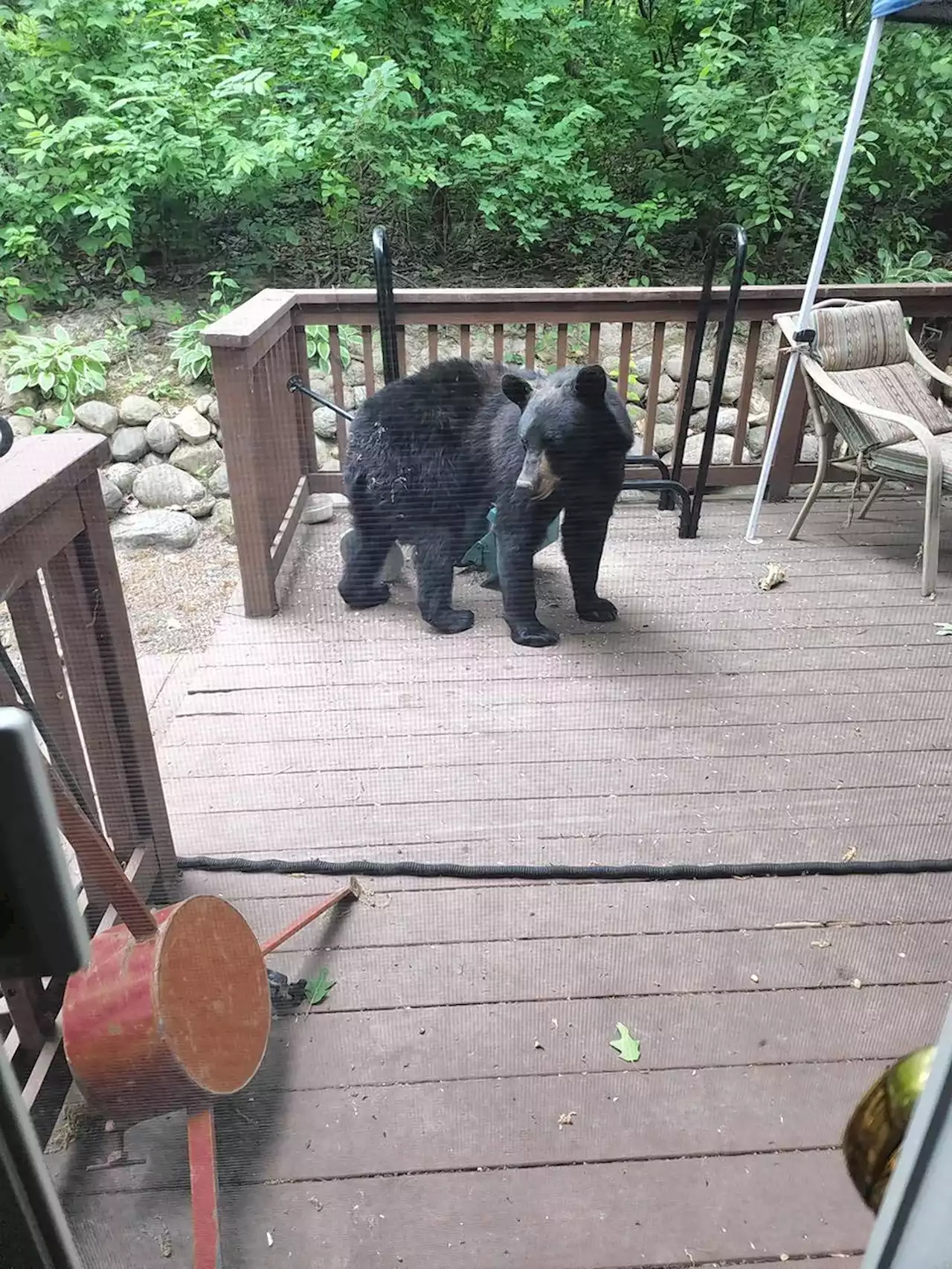 Lake County's black bear just the latest wild animal roaming the suburbs